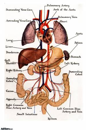 organlar.jpg