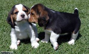 beagles-kopek.jpg