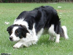 border-collie.jpg