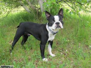 boston-terrier.jpg