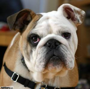 bulldog-kopek.jpg