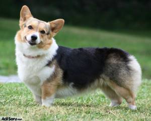 corgi-kopek.jpg