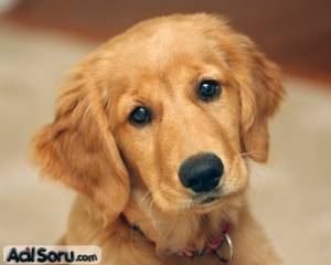 golden-retriever.jpg