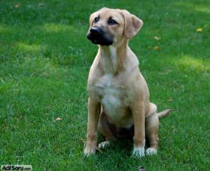 mutt-labrador-kopek.jpg