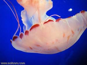 jellyfish-187.jpg