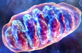 mitokondri-1.jpg