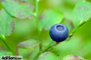 blueberry.jpg