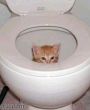 Kedilere tuvalet egitimi nasil verilir?